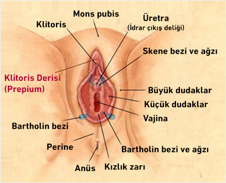 klitoris derisi