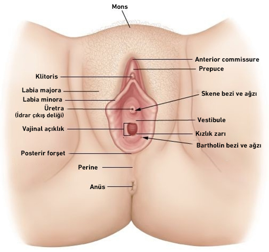 vajen anatomisi